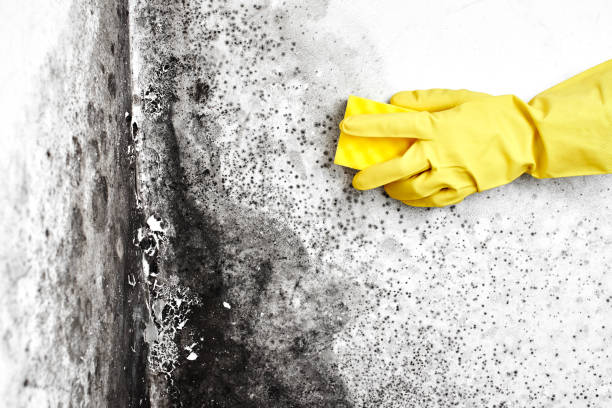 Best Mold Remediation Services  in Rialto, CA