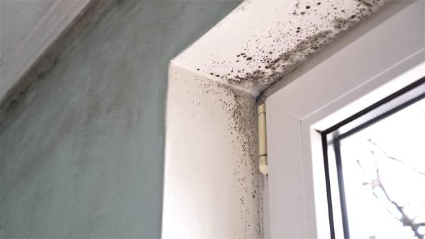 Best Mold Remediation Experts  in Rialto, CA