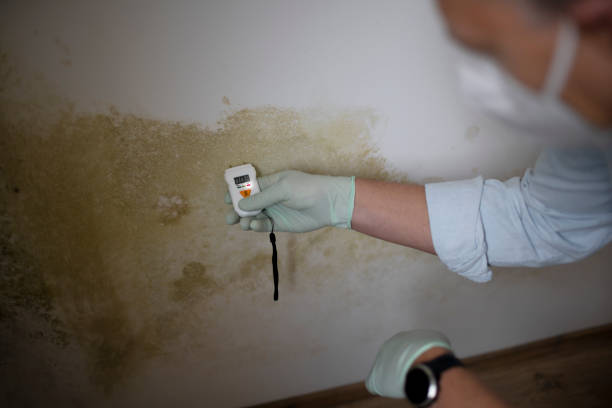 Best Office Mold Removal Services  in Rialto, CA