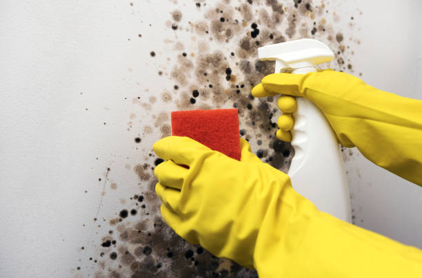 Best Fast Mold Removal  in Rialto, CA