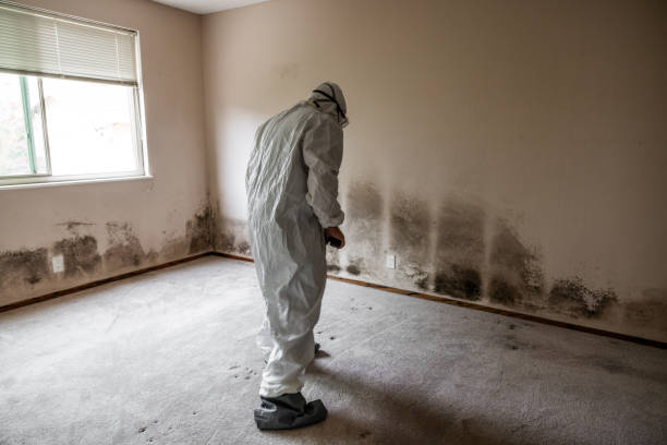 Best Professional Mold Removal  in Rialto, CA