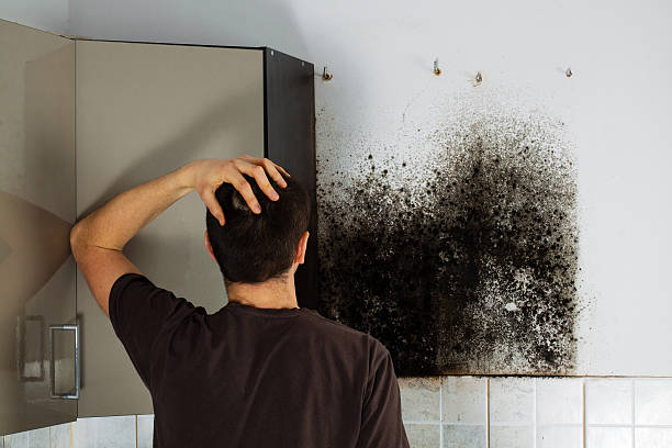 Best Black Mold Removal  in Rialto, CA