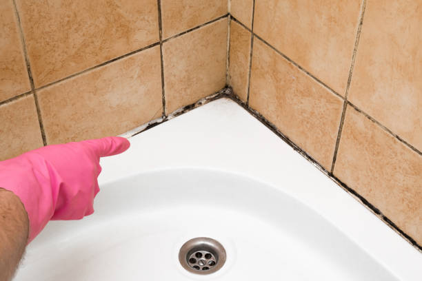 Best Mold Cleaning Services  in Rialto, CA